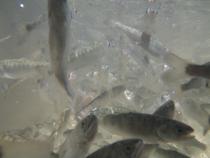 Reservoir research image 2 - salmonids - Lookout Pt Beach seine 2011