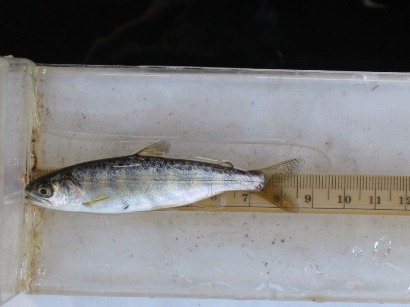 Juvenile Life-history: measuring length of a young salmonid