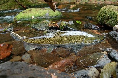 Fall Creek Adult Salmon