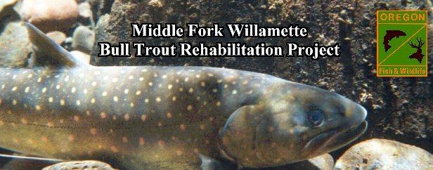 Middle Fork Bull Trout Banner